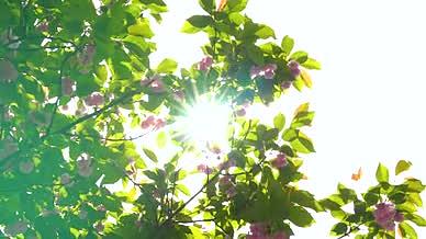 4k实拍唯美春日阳光透过盛开的花卉视频的预览图